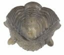 Perfectly Enrolled Nucleurus Anticostiensis Trilobite #51070-3